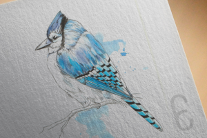 Голубая сойка-акварель
