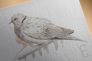 Горлица-акварелб