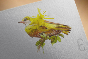 Иволга - акварель