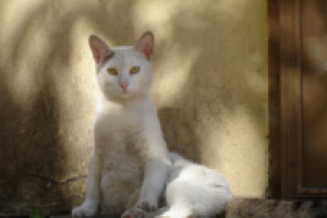 Белая кошка