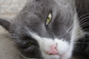 Отдыхающая кошка