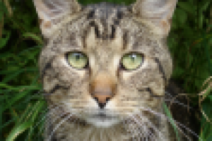 Портрет уличного кота