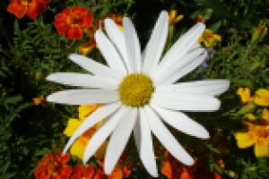 Работа 2963715