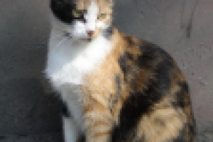 Счастливая кошка