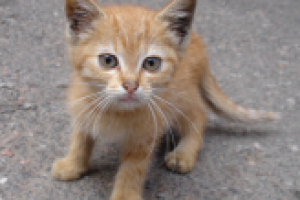 Любопытный котенок