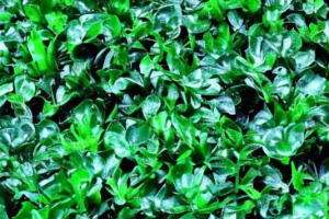 Статья с SEO-оптимизацией для натуральных товаров Jet Life