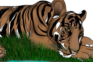 Иллюстрация тигр