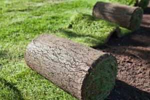 Рулоный газон