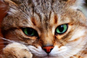 Очередная финансовая пирамида