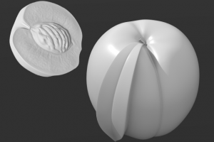 3D Модель персика для пресформы