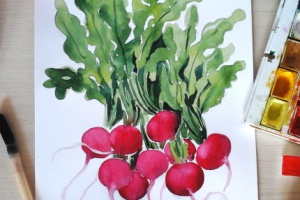 редиска весенняя