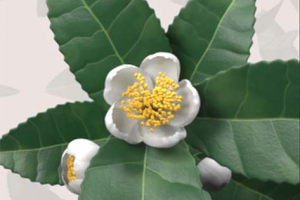 Моющий гель для интимной гигиены Гинокомфорт