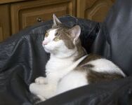 img66386.png