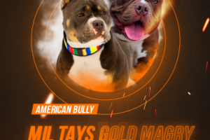 American bully