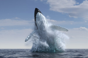 Кит выпрыгивает из воды