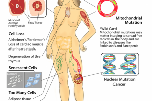 Медицинские иллюстрации
