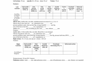 Эхокардиографическое исследование рус.-англ.