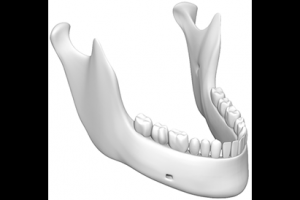 Нижняя челюсть