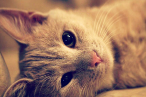 Котик засыпает - фотосъёмка, цветокоррекция