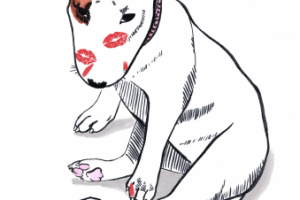 мини бультерьер ест помаду