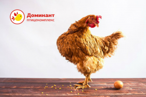 Птицекомплекс «Доминант»
