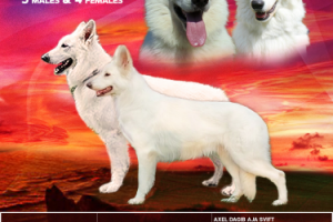 Продажа щенков