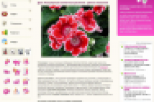 ... цветок глоксиния