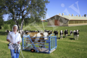 Изображение весов с коровой на фоне животноводческой фермы