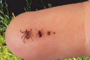 Извлечение клеща с поверхности кожи человека в домашних условиях