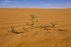 Что растет в пустыне? Список и описание растений