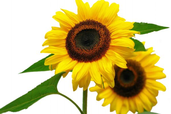 img4213427.png