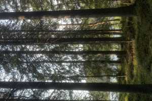 Любитеское видео