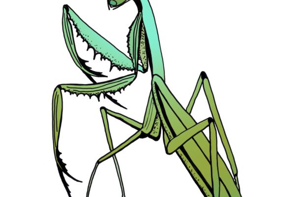 img4553596.png