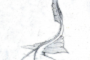 Работа 3037305