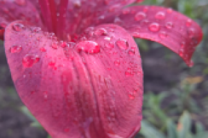 Красная лилия