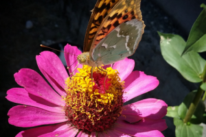 Работа 3256944