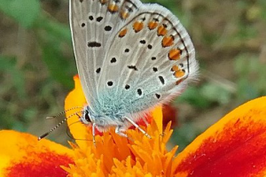 Работа 3256936