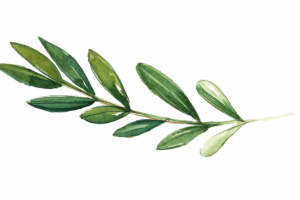 Веточка для лого