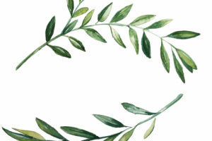 Веточки оливы