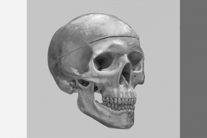 Рисунок черепа