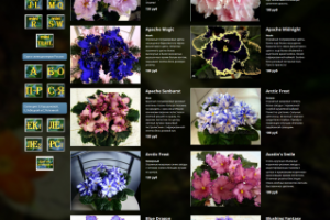 Каталог Узамбарские фиалки