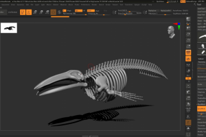 скелет кита для музея