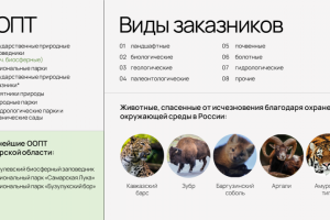 Схема для занятия по экологии