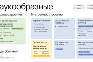 Схема для урока по биологии