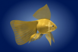 Золотая рыбка