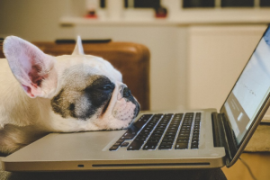 Сайт поможет вам найти удаленную работу за границей