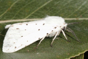 Американская белая бабочка