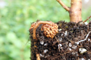 Азотфиксирующие бактерии