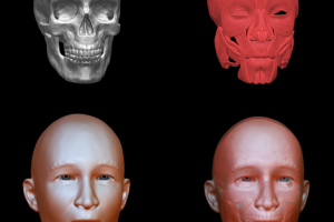 Череп и мышцы