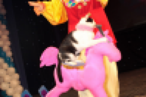 Укротитель кошек